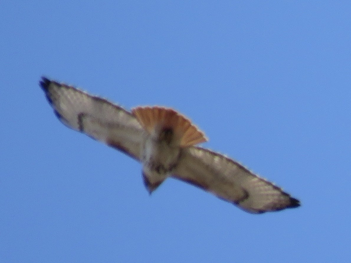 Red-tailed Hawk - ML609412762
