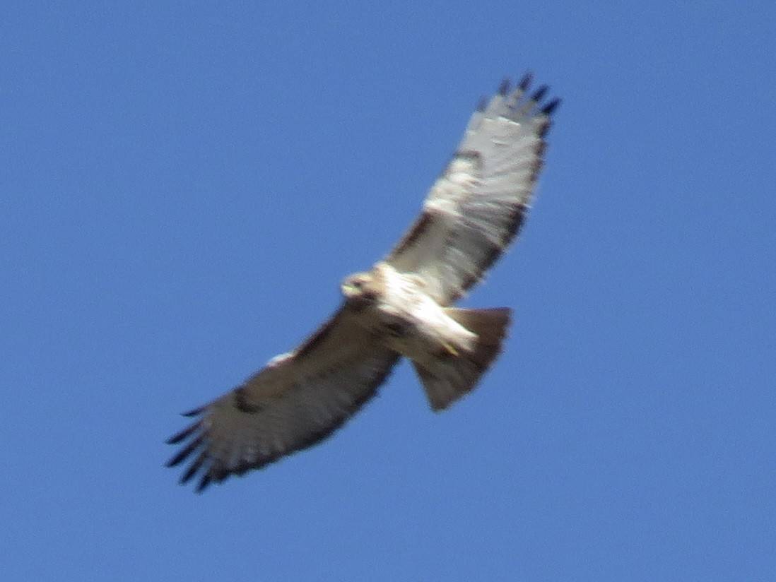 Red-tailed Hawk - ML609412764
