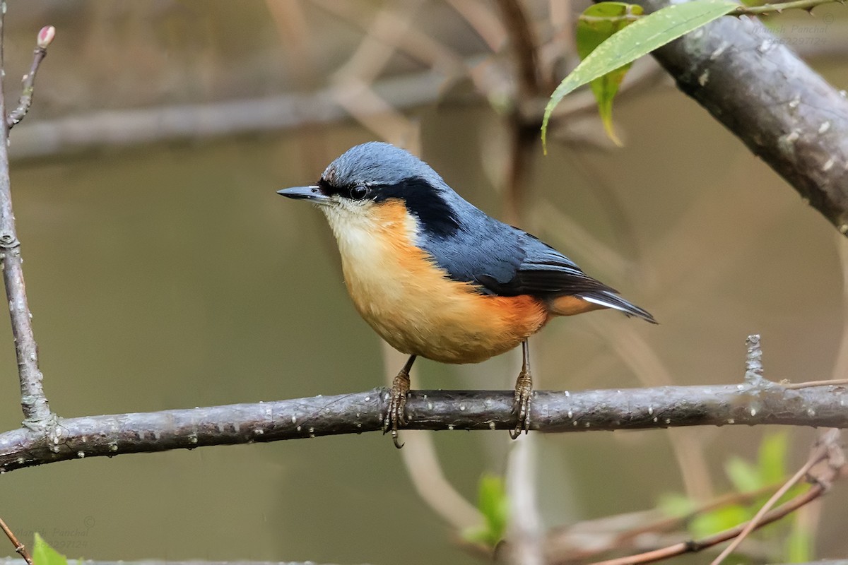 White-tailed Nuthatch - ML609413331