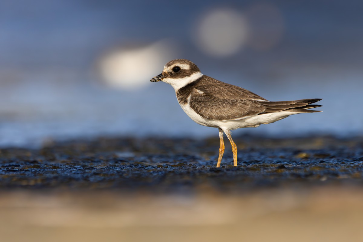 Common Ringed Plover - ML609413350
