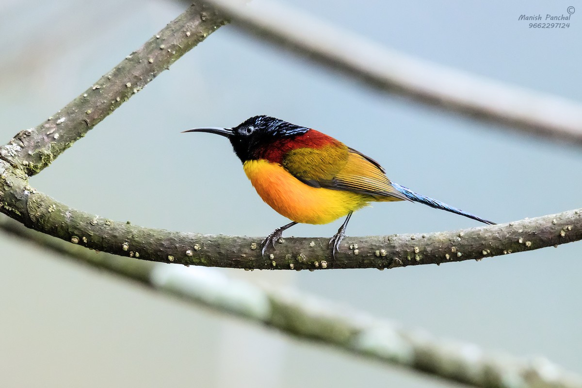 Green-tailed Sunbird - Manish Panchal