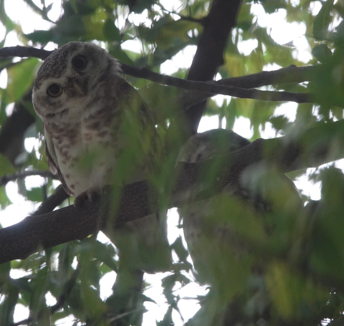 Spotted Owlet - ML609413769
