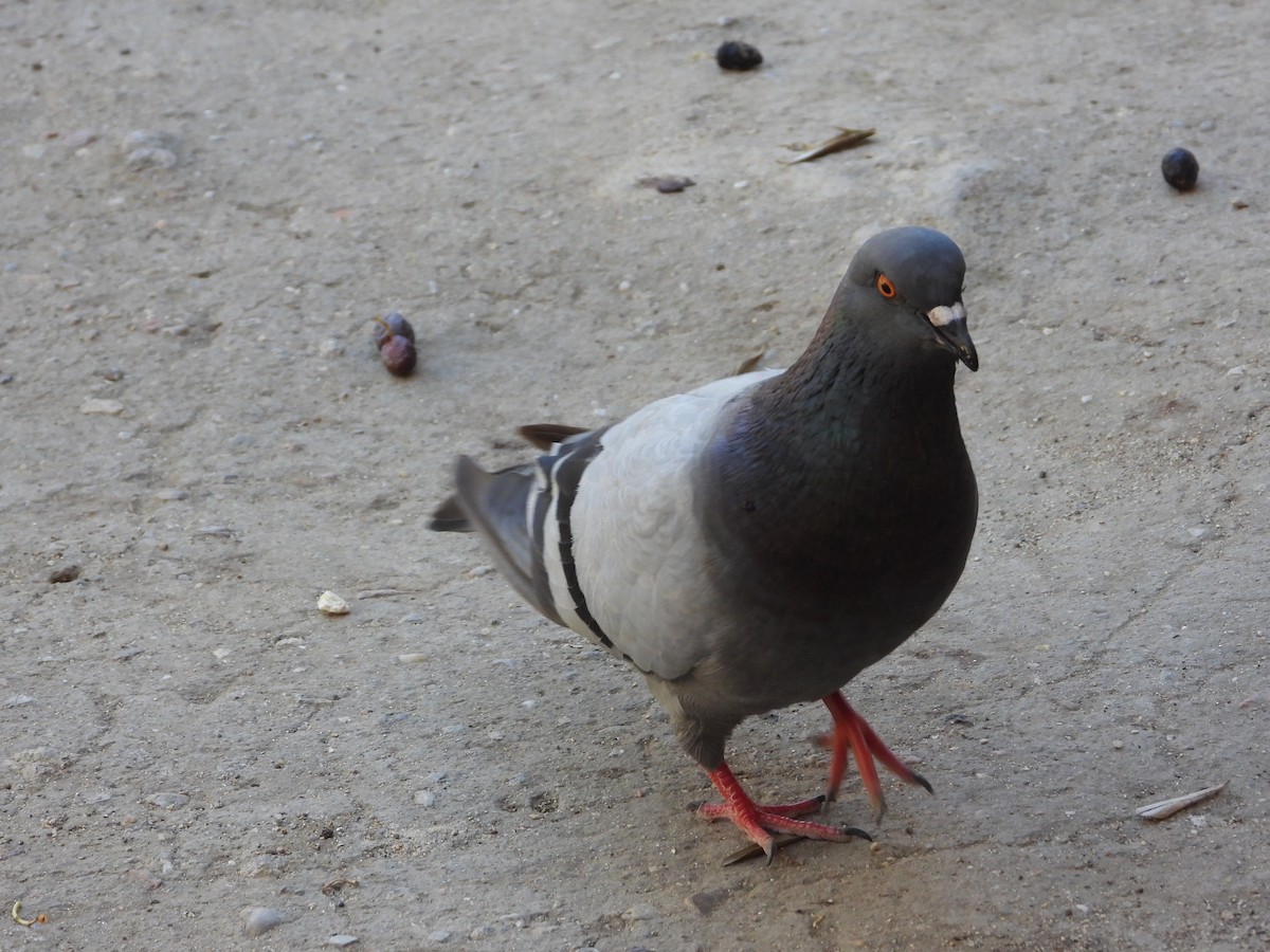 Pigeon biset (forme domestique) - ML609413802