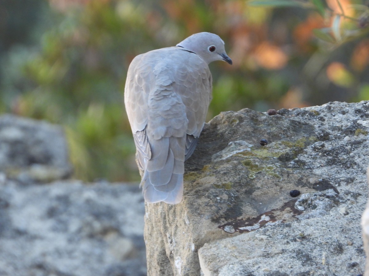 Eurasian Collared-Dove - ML609413813