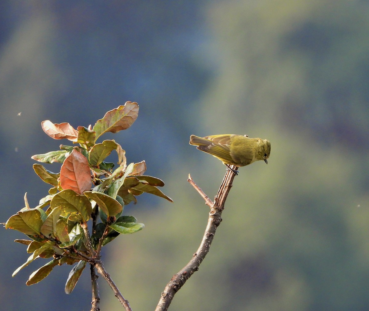 Yellow-browed Tit - ML609414120