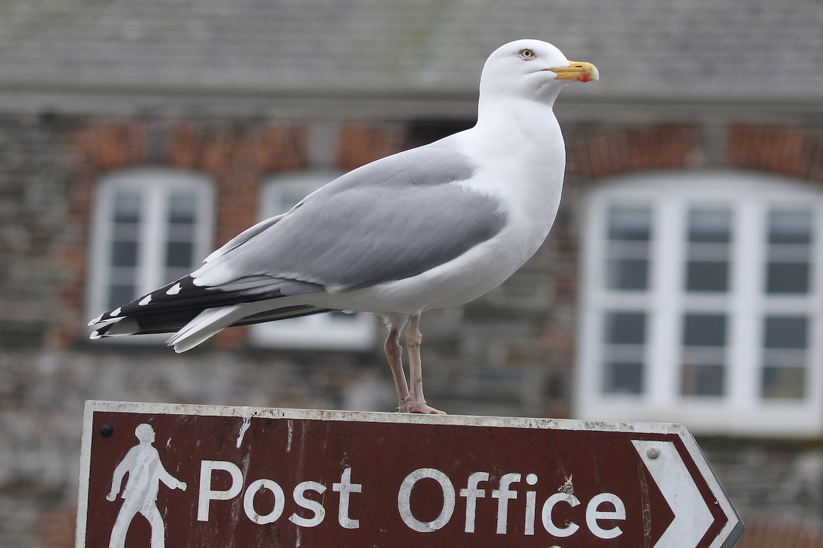 Herring Gull (European) - ML609414281