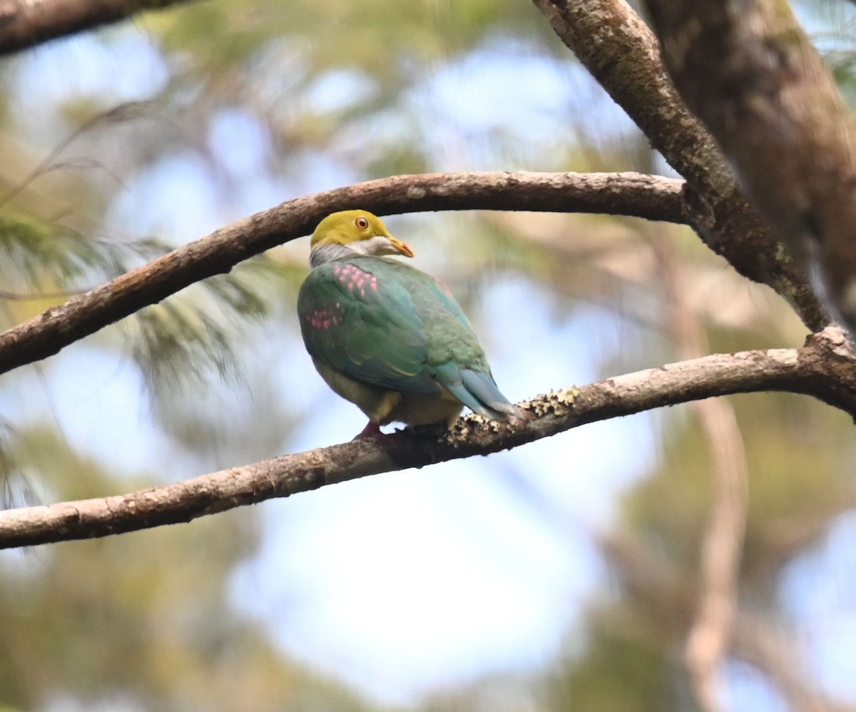 Pink-spotted Fruit-Dove - ML609414404