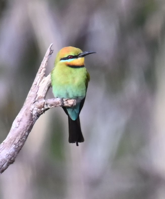 Rainbow Bee-eater - ML609414474