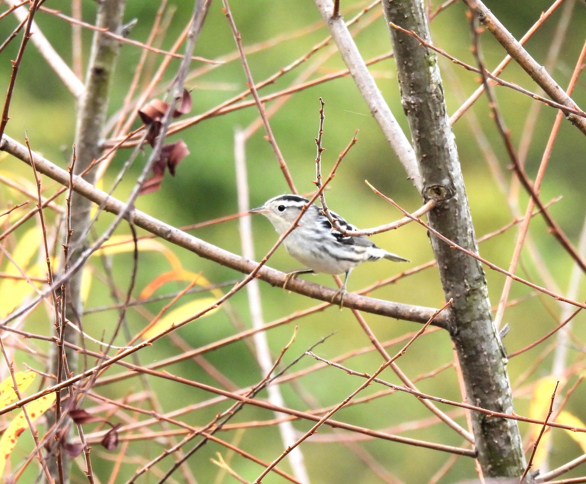 Black-and-white Warbler - ML609414484
