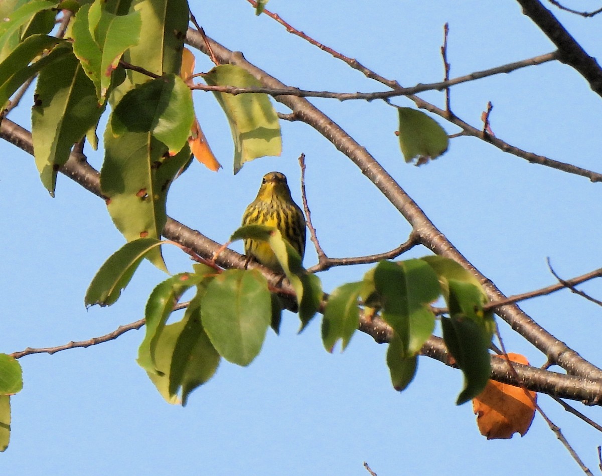 Cape May Warbler - ML609414496