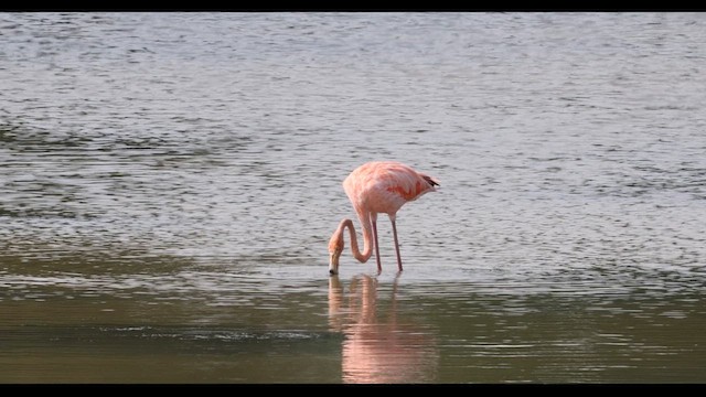 American Flamingo - ML609414530