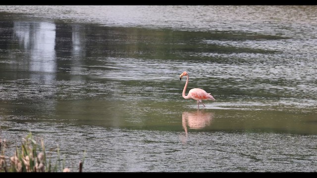 American Flamingo - ML609414546
