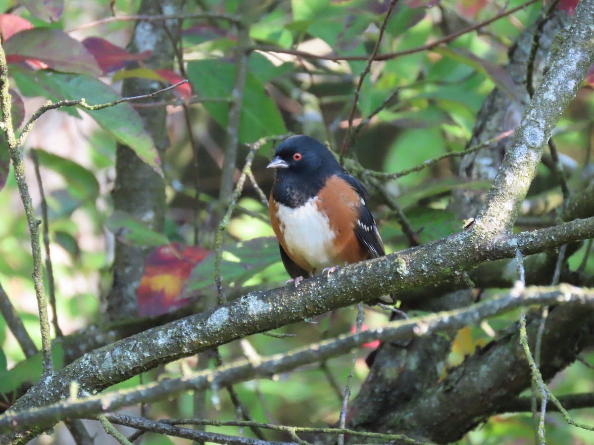 Spotted Towhee - ML609414709