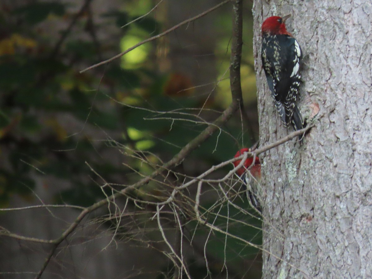 Red-breasted Sapsucker - ML609414724