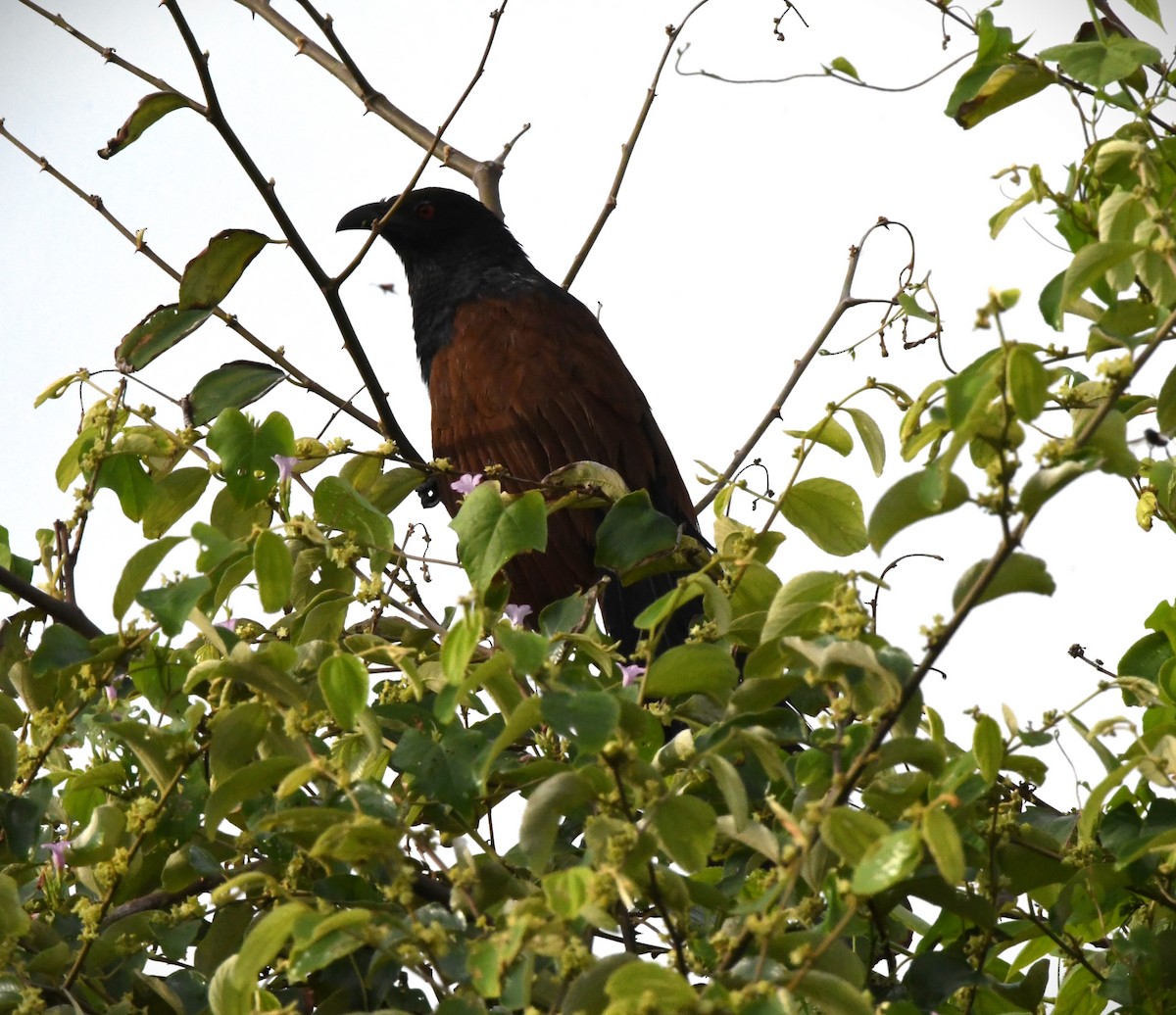 Greater Coucal - ML609414855
