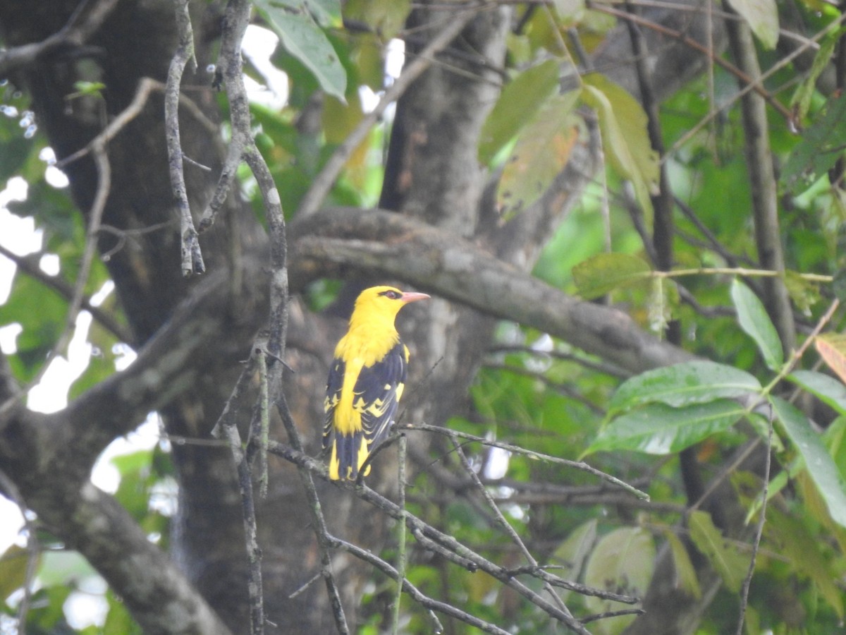 Indian Golden Oriole - ML609414892
