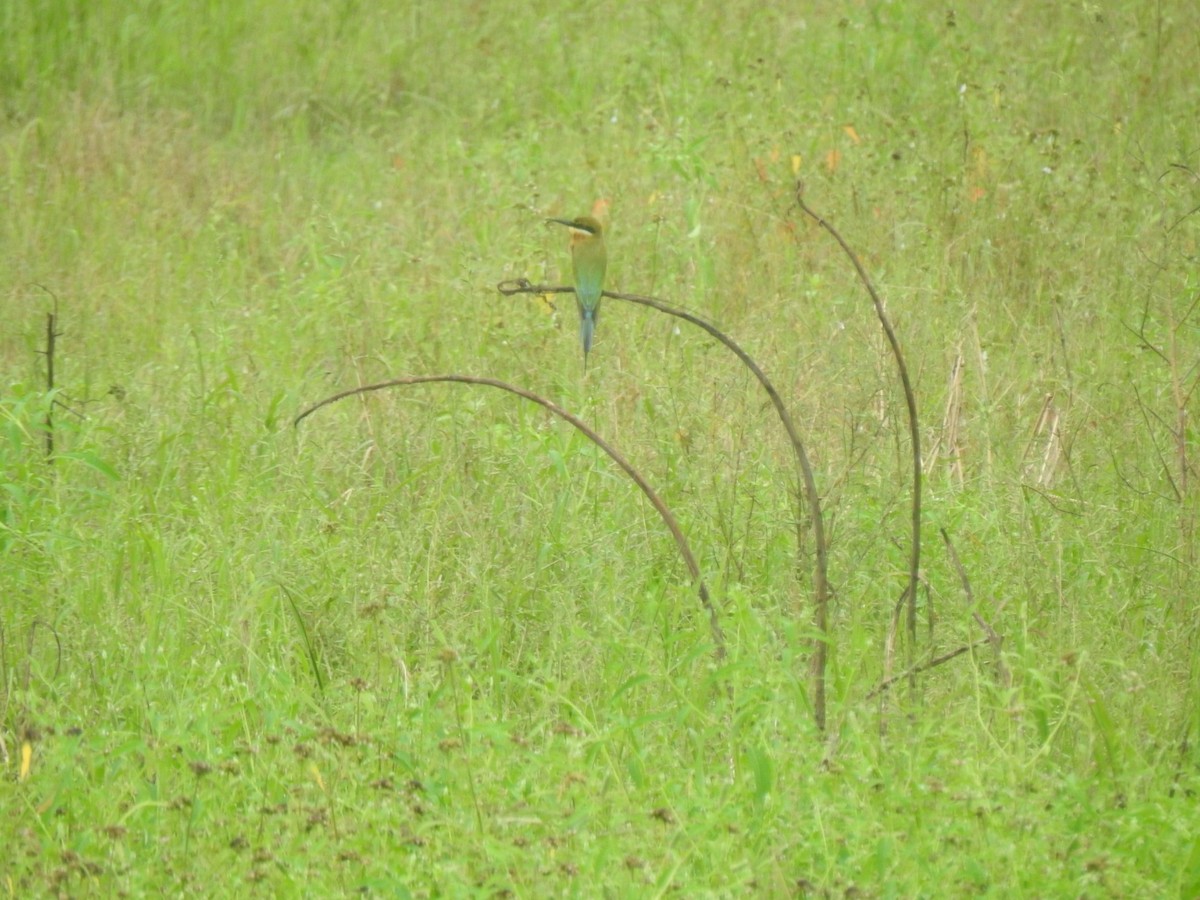 Blue-tailed Bee-eater - ML609414920