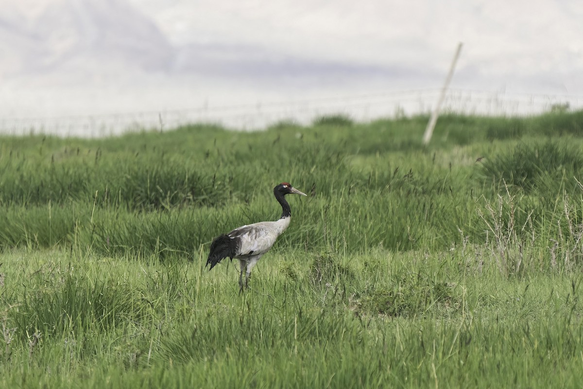 Black-necked Crane - ML609415041