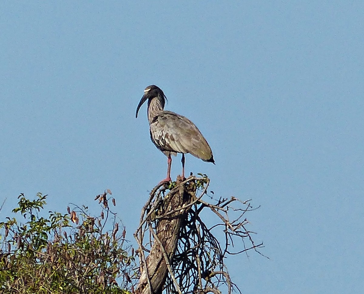 ibis běločelý - ML609415148