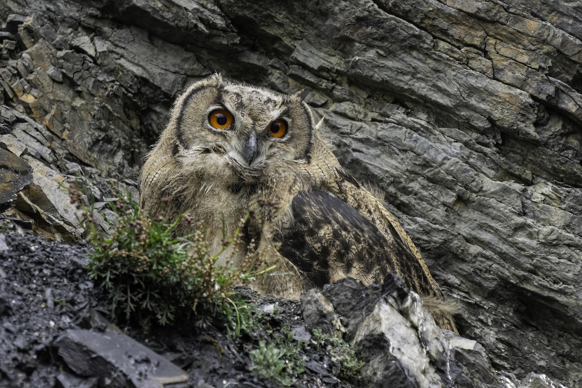 Eurasian Eagle-Owl - ML609415165