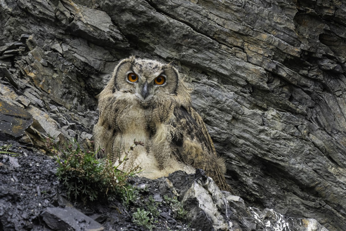 Eurasian Eagle-Owl - ML609415168