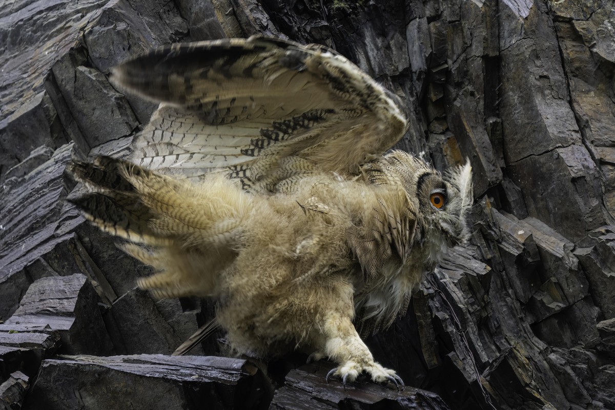 Eurasian Eagle-Owl - ML609415169