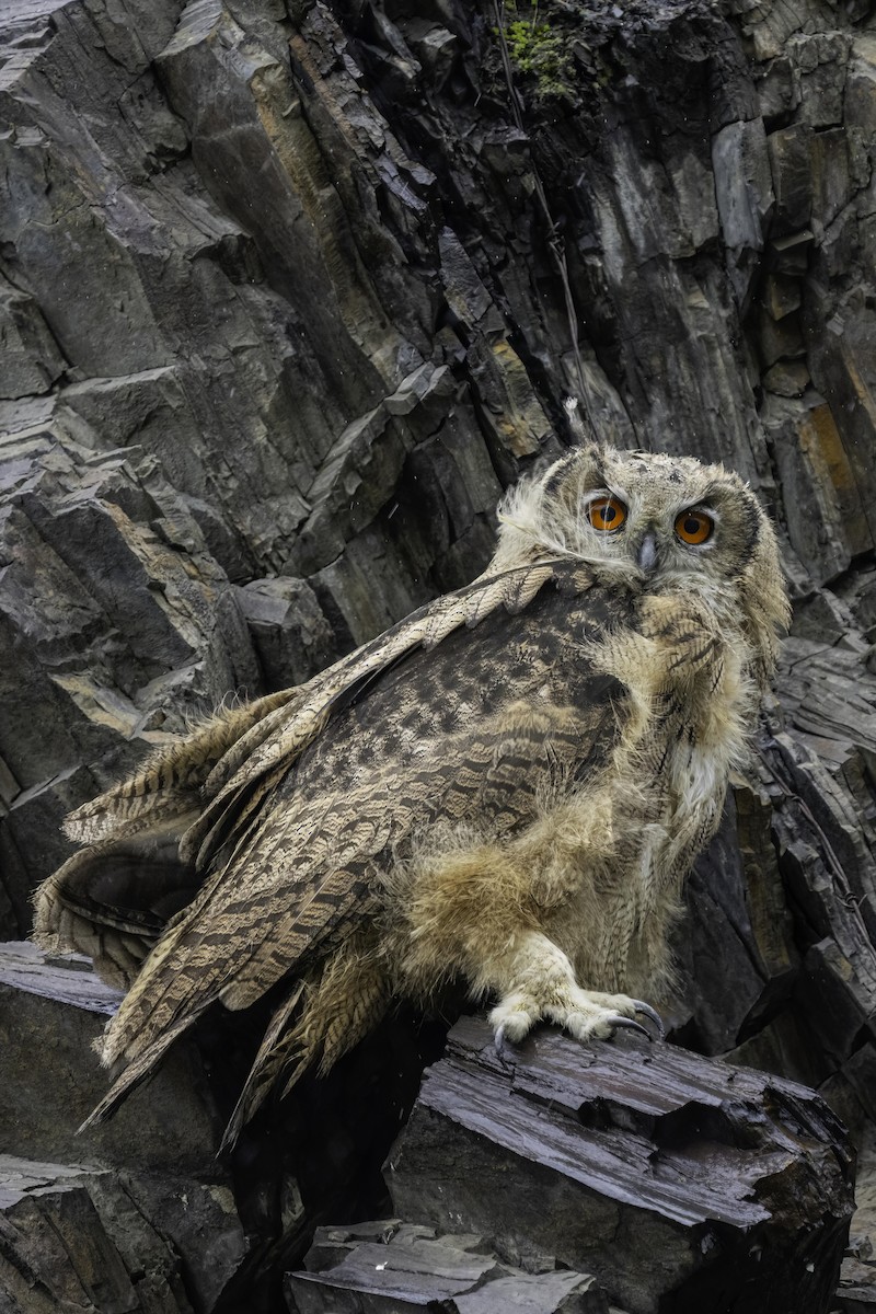 Eurasian Eagle-Owl - Karl Hu
