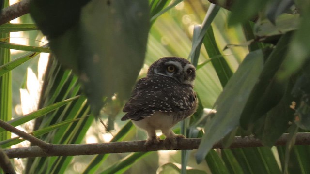 Spotted Owlet - ML609415192