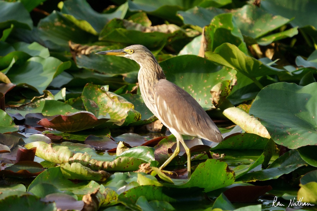 Chinese Pond-Heron - Ran Nathan