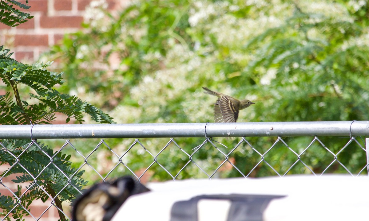 Least Flycatcher - ML609415341