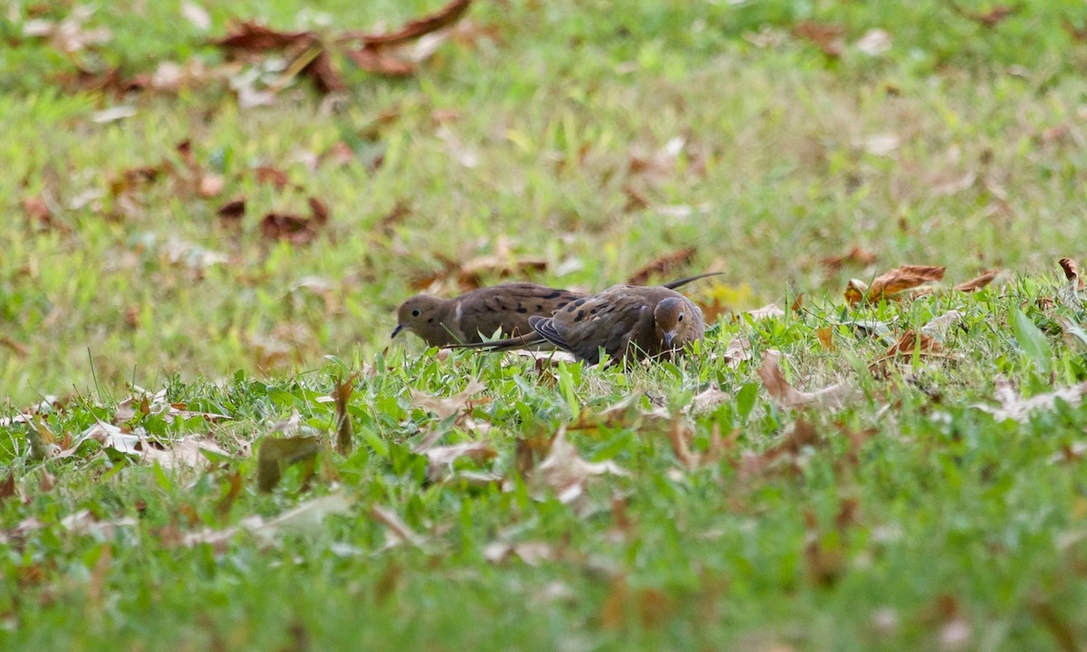 Mourning Dove - ML609415360