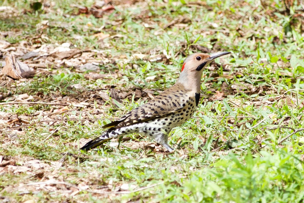Northern Flicker (Yellow-shafted) - ML609415371