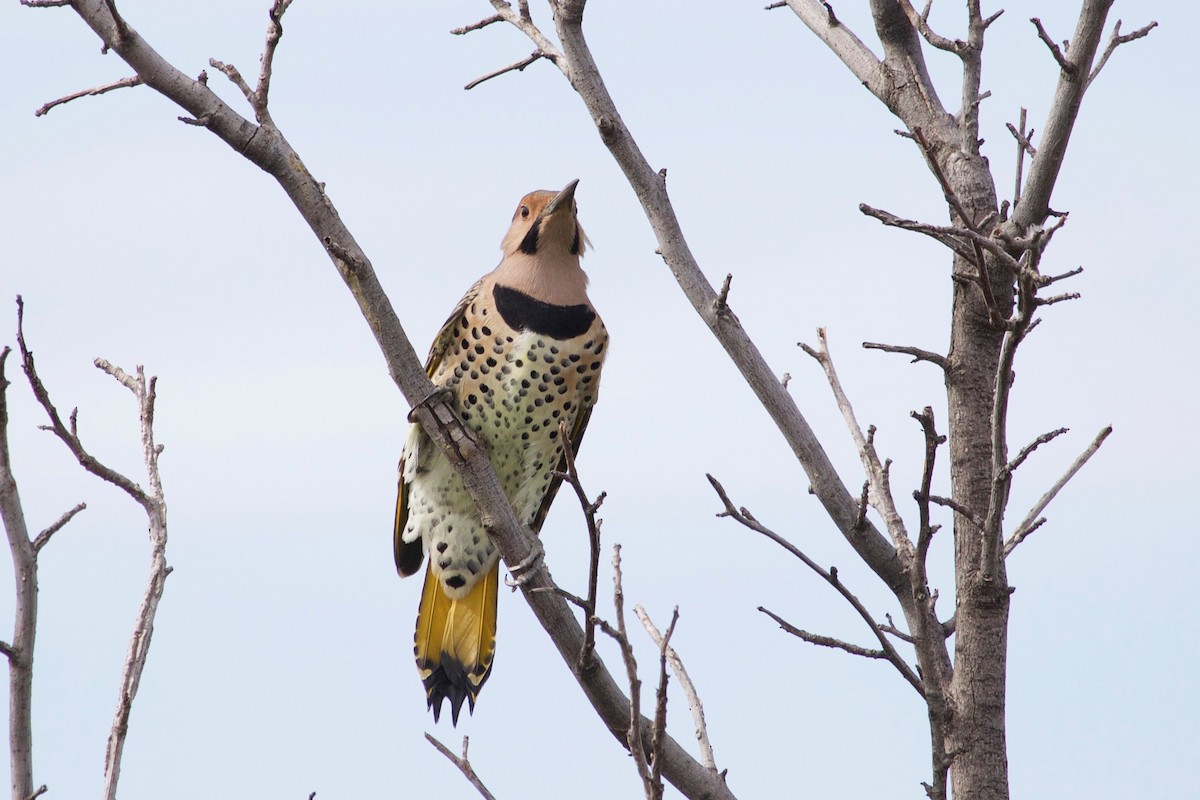 Northern Flicker (Yellow-shafted) - ML609415372