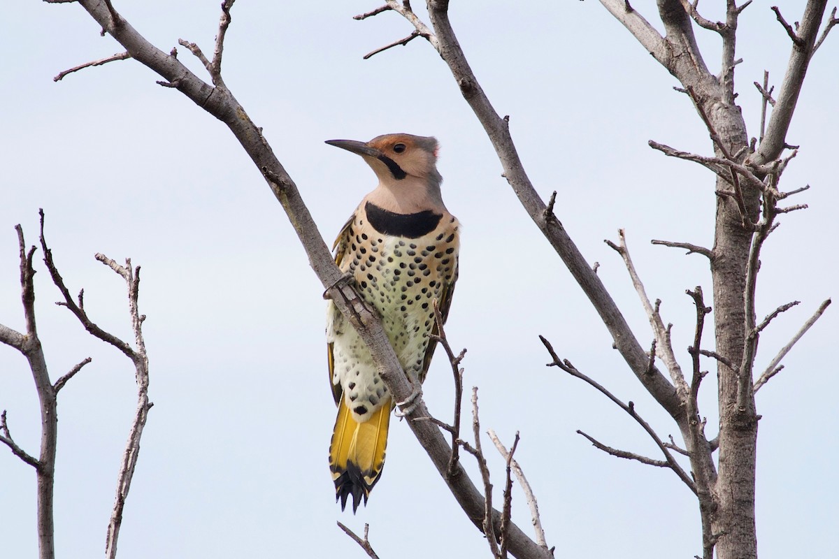 Northern Flicker (Yellow-shafted) - ML609415373