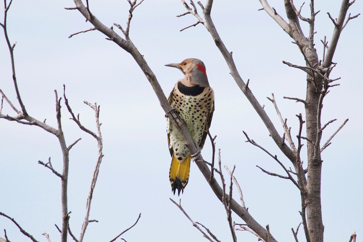 Northern Flicker (Yellow-shafted) - ML609415374