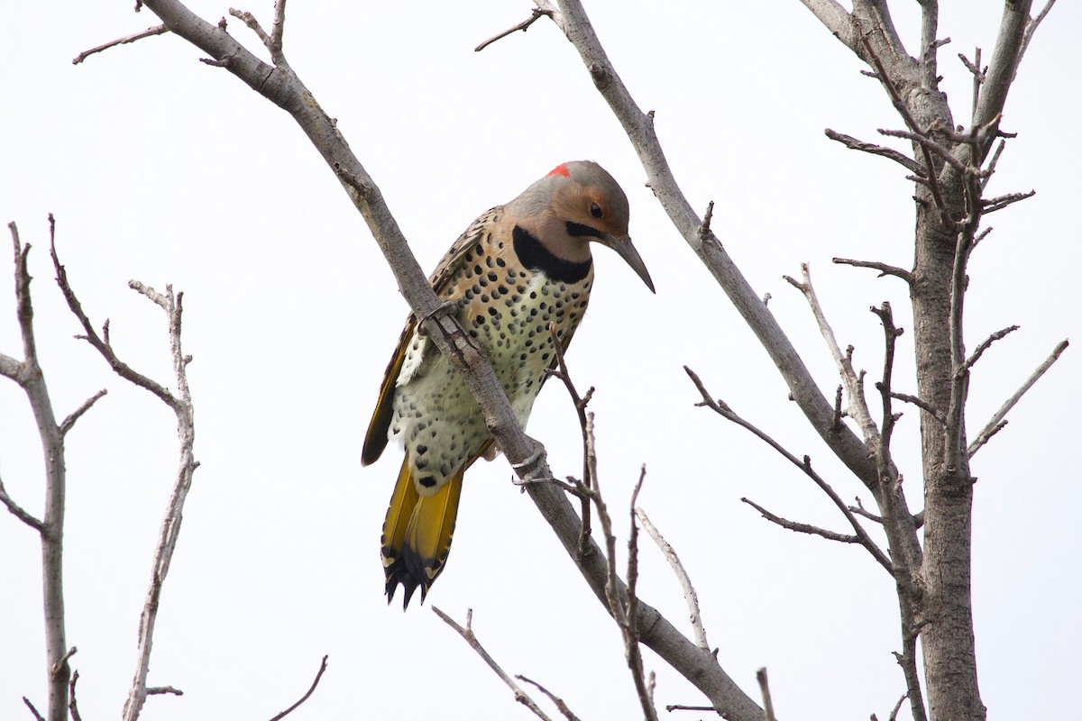 Northern Flicker (Yellow-shafted) - ML609415375