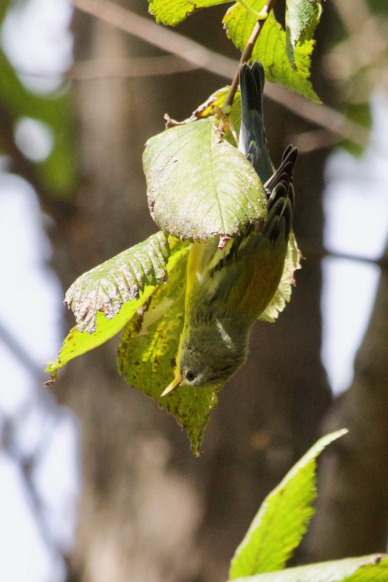 Northern Parula - ML609415385