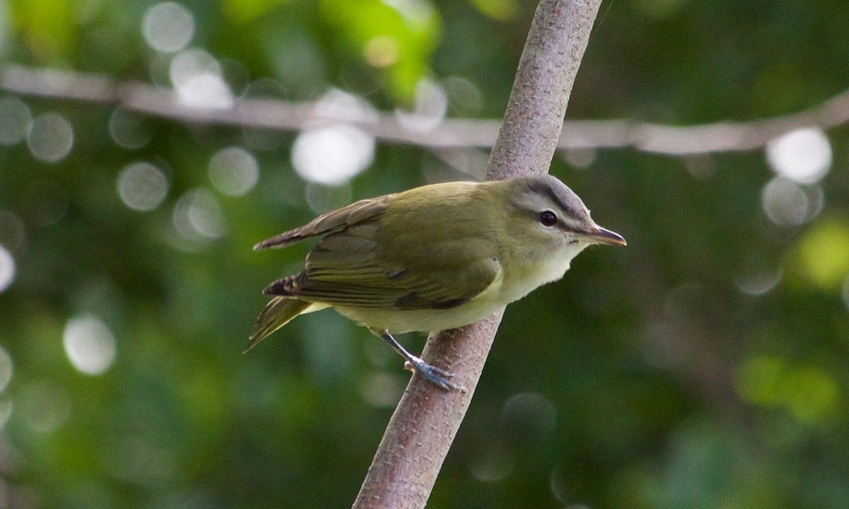 Red-eyed Vireo - ML609415392