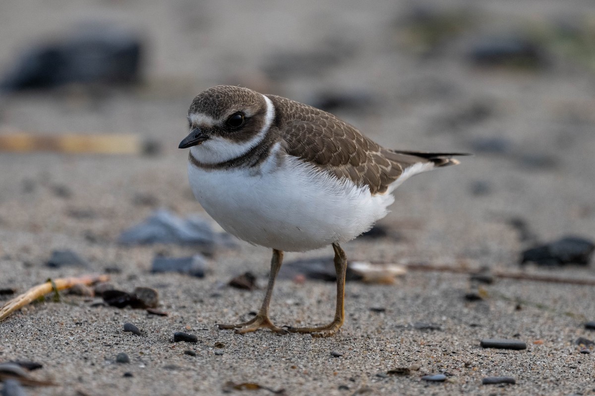 Semipalmated Plover - ML609415637