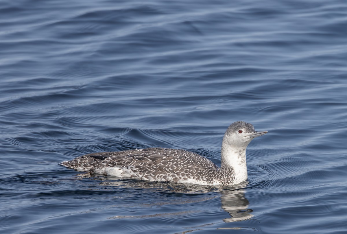Red-throated Loon - ML609416466