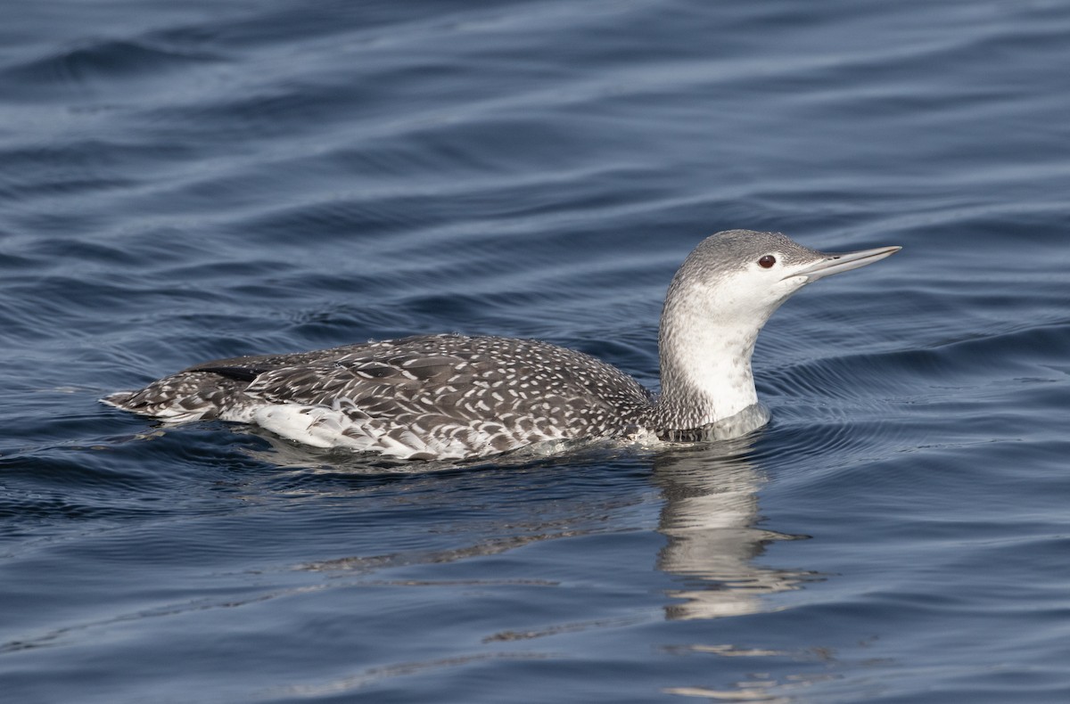 Red-throated Loon - ML609416525