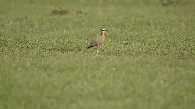 Indian Courser - ML609416743