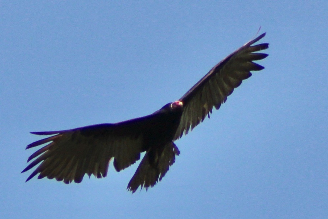 Turkey Vulture - ML609416748