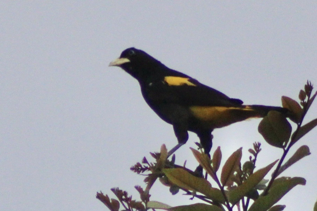 Yellow-rumped Cacique - ML609416846