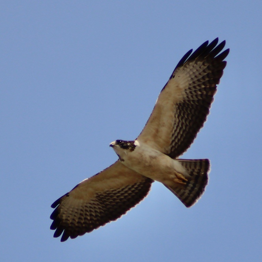 Short-tailed Hawk - ML609416901