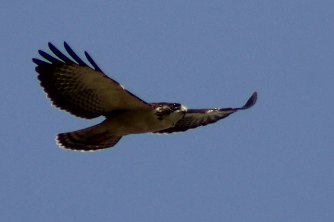 Short-tailed Hawk - ML609416902
