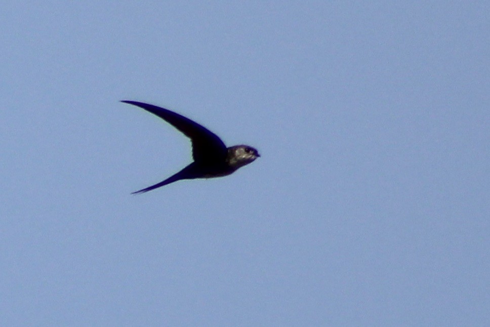 Fork-tailed Palm-Swift - ML609417014