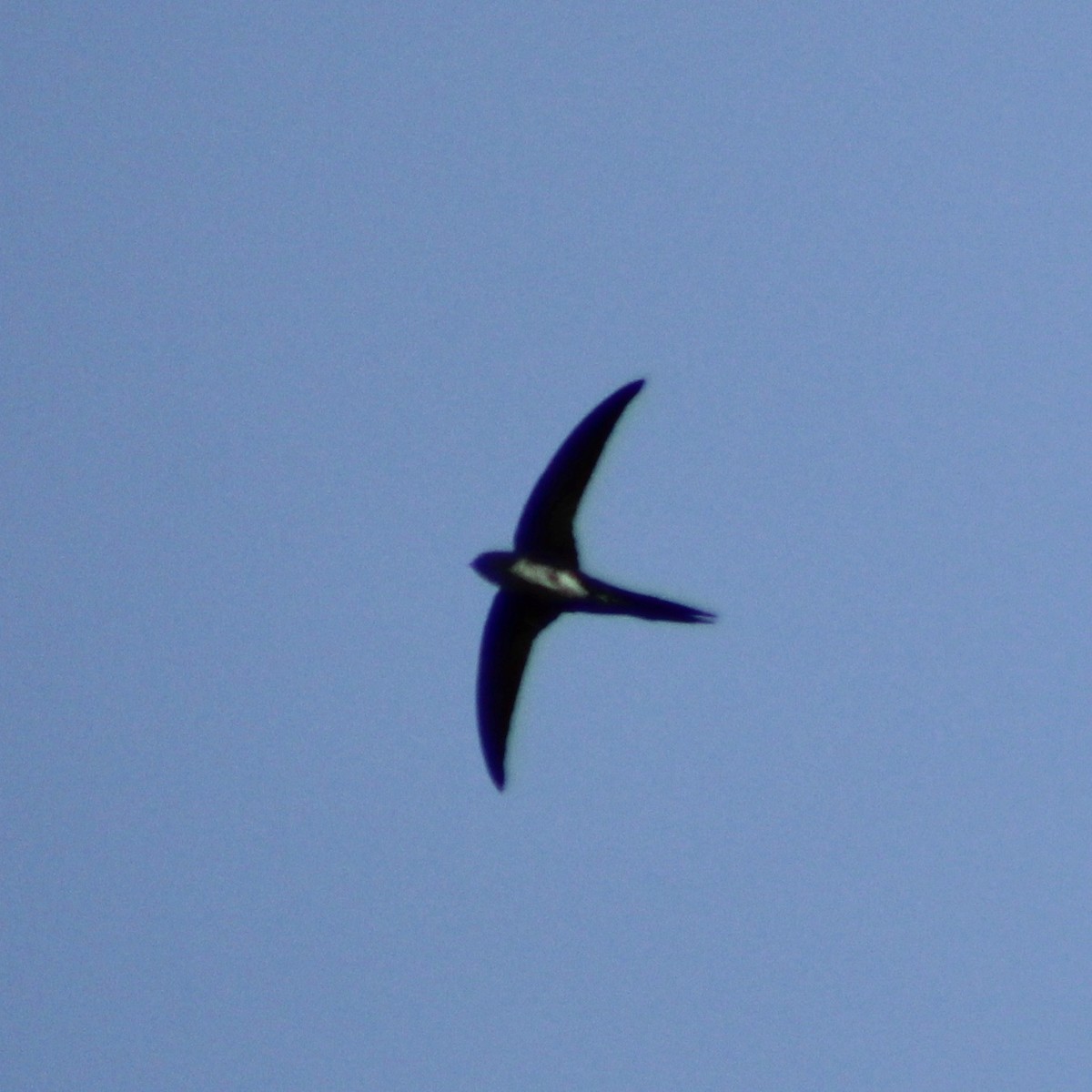 Fork-tailed Palm-Swift - ML609417017