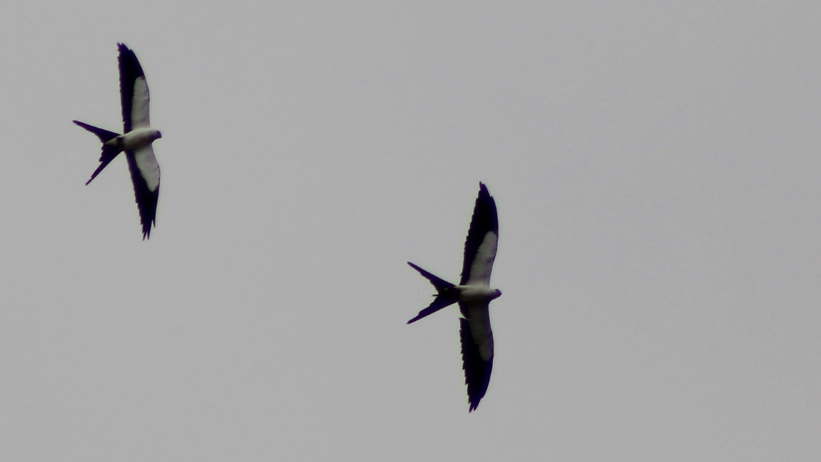 Swallow-tailed Kite - ML609417086