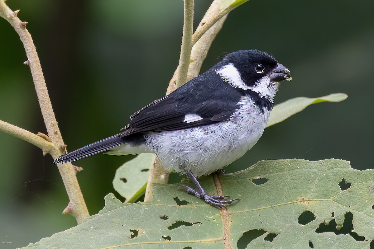 Variable Seedeater - ML609417569